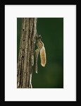 Calopteryx virgo (beautiful demoiselle) - emerging by Anonymous