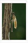 Calopteryx virgo (beautiful demoiselle) - emerging by Anonymous