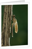 Calopteryx virgo (beautiful demoiselle) - emerging by Anonymous