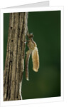 Calopteryx virgo (beautiful demoiselle) - emerging by Anonymous