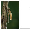 Calopteryx virgo (beautiful demoiselle) - emerging by Anonymous