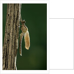 Calopteryx virgo (beautiful demoiselle) - emerging by Anonymous