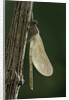Calopteryx virgo (beautiful demoiselle) - emerging by Anonymous