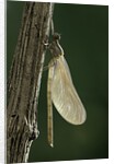 Calopteryx virgo (beautiful demoiselle) - emerging by Anonymous