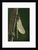 Calopteryx virgo (beautiful demoiselle) - emerging by Anonymous