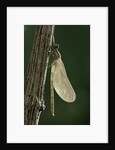 Calopteryx virgo (beautiful demoiselle) - emerging by Anonymous