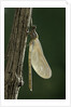 Calopteryx virgo (beautiful demoiselle) - emerging by Anonymous
