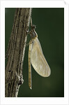 Calopteryx virgo (beautiful demoiselle) - emerging by Anonymous