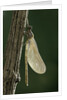 Calopteryx virgo (beautiful demoiselle) - emerging by Anonymous