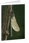 Calopteryx virgo (beautiful demoiselle) - emerging by Anonymous