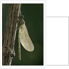 Calopteryx virgo (beautiful demoiselle) - emerging by Anonymous