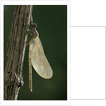 Calopteryx virgo (beautiful demoiselle) - emerging by Anonymous