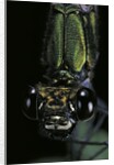 Calopteryx virgo (beautiful demoiselle) - portrait by Anonymous