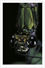 Calopteryx virgo (beautiful demoiselle) - portrait by Anonymous