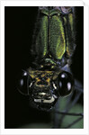 Calopteryx virgo (beautiful demoiselle) - portrait by Anonymous
