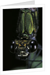 Calopteryx virgo (beautiful demoiselle) - portrait by Anonymous