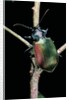 Calosoma sycophanta (forest caterpillar hunter) by Anonymous