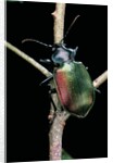 Calosoma sycophanta (forest caterpillar hunter) by Anonymous