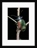 Calosoma sycophanta (forest caterpillar hunter) by Anonymous