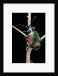 Calosoma sycophanta (forest caterpillar hunter) by Anonymous