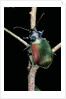 Calosoma sycophanta (forest caterpillar hunter) by Anonymous