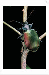 Calosoma sycophanta (forest caterpillar hunter) by Anonymous