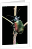 Calosoma sycophanta (forest caterpillar hunter) by Anonymous