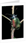 Calosoma sycophanta (forest caterpillar hunter) by Anonymous