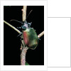 Calosoma sycophanta (forest caterpillar hunter) by Anonymous