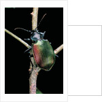 Calosoma sycophanta (forest caterpillar hunter) by Anonymous