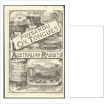 Paysandu ox tongue, 1890s. by Anonymous