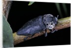 Capnodis tenebrionis (flatheaded woodborer) by Anonymous