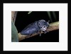 Capnodis tenebrionis (flatheaded woodborer) by Anonymous