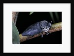 Capnodis tenebrionis (flatheaded woodborer) by Anonymous