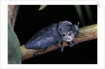 Capnodis tenebrionis (flatheaded woodborer) by Anonymous