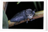 Capnodis tenebrionis (flatheaded woodborer) by Anonymous
