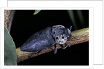 Capnodis tenebrionis (flatheaded woodborer) by Anonymous
