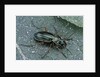 Carabus auratus (golden ground beetle) by Anonymous