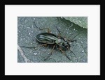 Carabus auratus (golden ground beetle) by Anonymous