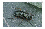 Carabus auratus (golden ground beetle) by Anonymous