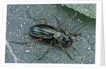 Carabus auratus (golden ground beetle) by Anonymous
