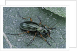 Carabus auratus (golden ground beetle) by Anonymous