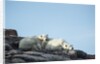 Polar Bear and Cub Resting along Hudson Bay, Nunavut, Canada by Anonymous