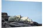 Polar Bear and Cub Resting along Hudson Bay, Nunavut, Canada by Anonymous