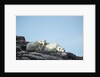 Polar Bear and Cub Resting along Hudson Bay, Nunavut, Canada by Anonymous