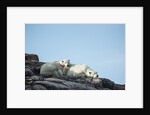 Polar Bear and Cub Resting along Hudson Bay, Nunavut, Canada by Anonymous