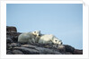 Polar Bear and Cub Resting along Hudson Bay, Nunavut, Canada by Anonymous