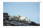 Polar Bear and Cub Resting along Hudson Bay, Nunavut, Canada by Anonymous