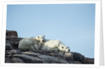 Polar Bear and Cub Resting along Hudson Bay, Nunavut, Canada by Anonymous