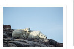 Polar Bear and Cub Resting along Hudson Bay, Nunavut, Canada by Anonymous